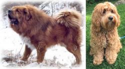 Tibetan Kyi Apso vs Cockapoo - Breed Comparison