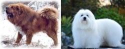 Tibetan Kyi Apso vs Coton De Tulear - Breed Comparison