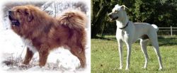 Tibetan Kyi Apso vs Cretan Hound - Breed Comparison