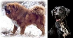 Tibetan Kyi Apso vs Dalmador - Breed Comparison