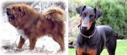 Tibetan Kyi Apso vs Doberman Pinscher - Breed Comparison