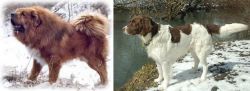 Tibetan Kyi Apso vs Drentse Patrijshond - Breed Comparison