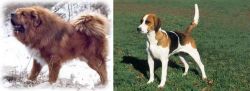 Tibetan Kyi Apso vs English Foxhound - Breed Comparison