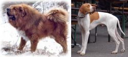 Tibetan Kyi Apso vs English Pointer - Breed Comparison