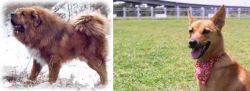 Tibetan Kyi Apso vs Formosan Mountain Dog - Breed Comparison