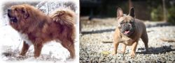 Tibetan Kyi Apso vs French Bulldog - Breed Comparison