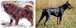 Tibetan Kyi Apso vs German Pinscher - Breed Comparison