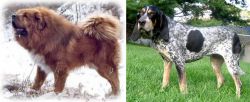 Tibetan Kyi Apso vs Griffon Bleu de Gascogne - Breed Comparison