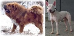 Tibetan Kyi Apso vs Gull Terr - Breed Comparison