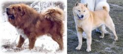 Tibetan Kyi Apso vs Hokkaido - Breed Comparison