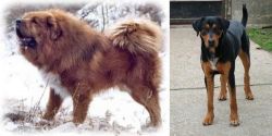 Tibetan Kyi Apso vs Hungarian Hound - Breed Comparison