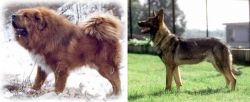 Tibetan Kyi Apso vs Kunming Dog - Breed Comparison