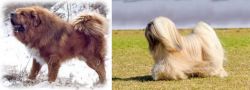 Tibetan Kyi Apso vs Lhasa Apso - Breed Comparison