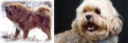 Tibetan Kyi Apso vs Lhasapoo - Breed Comparison