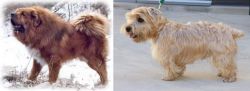 Tibetan Kyi Apso vs Lucas Terrier - Breed Comparison