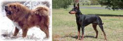 Tibetan Kyi Apso vs Manchester Terrier - Breed Comparison