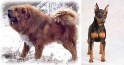 Tibetan Kyi Apso vs Miniature Pinscher - Breed Comparison