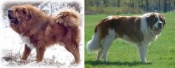 Tibetan Kyi Apso vs Moscow Watchdog - Breed Comparison