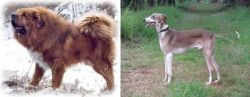 Tibetan Kyi Apso vs Mudhol Hound - Breed Comparison