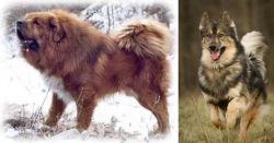 Tibetan Kyi Apso vs Native American Indian Dog - Breed Comparison