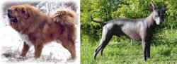 Tibetan Kyi Apso vs Peruvian Hairless - Breed Comparison