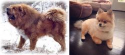 Tibetan Kyi Apso vs Pomeranian - Breed Comparison
