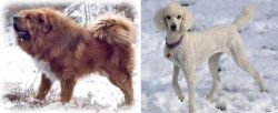 Tibetan Kyi Apso vs Poodle - Breed Comparison