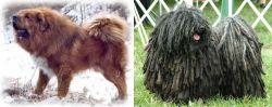 Tibetan Kyi Apso vs Puli - Breed Comparison