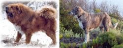 Tibetan Kyi Apso vs Rafeiro do Alentejo - Breed Comparison