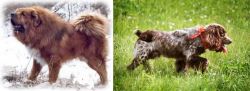 Tibetan Kyi Apso vs Russian Spaniel - Breed Comparison