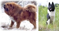 Tibetan Kyi Apso vs Russo-European Laika - Breed Comparison