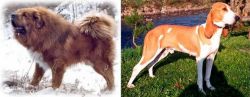 Tibetan Kyi Apso vs Schweizer Laufhund - Breed Comparison