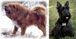 Tibetan Kyi Apso vs Scoland Terrier - Breed Comparison