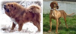 Tibetan Kyi Apso vs Segugio Italiano - Breed Comparison