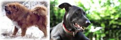 Tibetan Kyi Apso vs Shepard Labrador - Breed Comparison