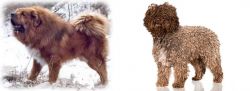 Tibetan Kyi Apso vs Spanish Water Dog - Breed Comparison