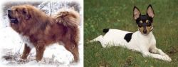 Tibetan Kyi Apso vs Toy Fox Terrier - Breed Comparison
