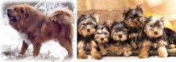 Tibetan Kyi Apso vs Yorkshire Terrier - Breed Comparison