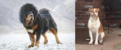 Tibetan Mastiff vs Alapaha Blue Blood Bulldog - Breed Comparison