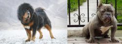 Tibetan Mastiff vs American Bully - Breed Comparison