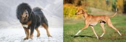 Tibetan Mastiff vs Azawakh - Breed Comparison