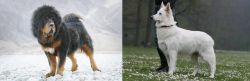 Tibetan Mastiff vs Berger Blanc Suisse - Breed Comparison