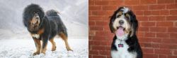 Tibetan Mastiff vs Bernedoodle - Breed Comparison