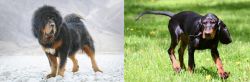Tibetan Mastiff vs Black and Tan Coonhound - Breed Comparison
