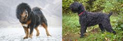 Tibetan Mastiff vs Black Russian Terrier - Breed Comparison