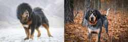 Tibetan Mastiff vs Bluetick Coonhound - Breed Comparison