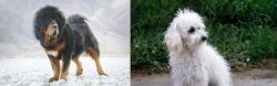 Tibetan Mastiff vs Bolognese - Breed Comparison