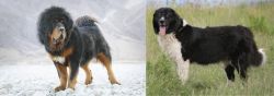 Tibetan Mastiff vs Bulgarian Shepherd - Breed Comparison