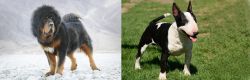 Tibetan Mastiff vs Bull Terrier Miniature - Breed Comparison