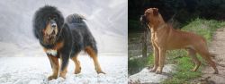 Tibetan Mastiff vs Bullmastiff - Breed Comparison